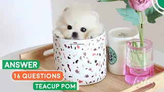 Teacup Pomeranian - Quickly Answer 16 Popular Questions | Pomeranian Planet