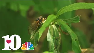 13-year cicadas expected to swarm some parts of East Tennessee this summer