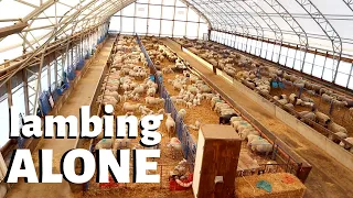 Why I've been lambing alone: Vlog 201