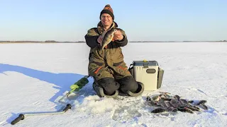 Дядя Фёдор ловит окуня в полном одиночестве. Зимняя рыбалка не закончилась!