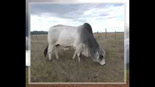 Brahman Bull Karla Sebastian on Auction