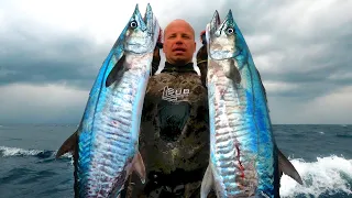 INDO TALES - EPISODE 33 Double spanish mackerel