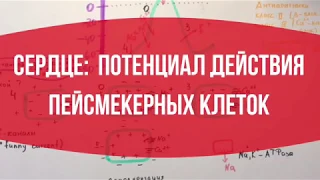 СЕРДЦЕ: Потенциал действия пейсмекерных клеток