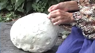 Edible Mushrooms: Giant Puffball