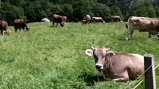 Коровы Альпы Швейцария