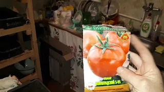 как сажать томаты . 5/95 волгоградские.