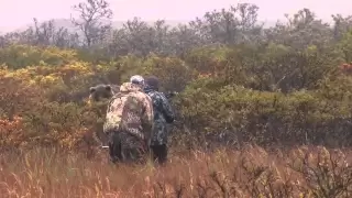 SCI #1 ARCHERY BROWN BEAR AT 5 YDS.