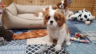 Cavaliers kennel