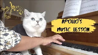 Piano and singing lesson for a big British shorthair cat Apollo