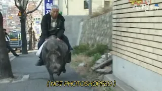 Grandpa who adopted wild boar as his son