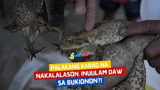 Palakang karag na nakalalason, inuulam daw sa Bukidnon?! | I Juander