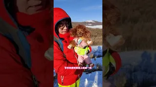 🐶 Cute puppy Funny  Cute Dog Pomeranian 😍 #FunnyPuppytiktok # 262