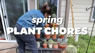 PLANT CHORES | moving cacti outside, air layering & shipping plants!