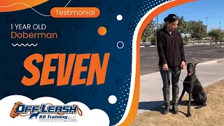 1yo Doberman Seven’s Testimonial~ Best Doberman Trainers ~ Off Leash K9 Training Phoenix