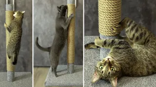 How to make a scratching post for cats with your own hands. My cats love it!