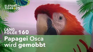 Sorge um Papagei Osca (Langfolge 160) | Elefant, Tiger & Co. | ARD