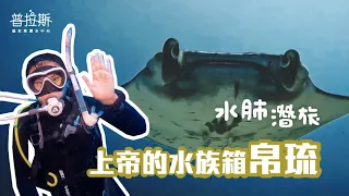 2023跟普拉斯一起去潛旅｜上帝的水族箱帛琉與 Manta 共游！鯊魚圖鑑蒐集中！