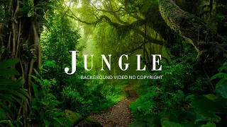 Jungle Background Video | Copyright Free Nature Video | Jungle Music No Copyright | Romance Post BD