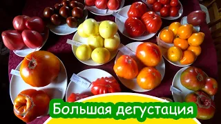 Большая дегустация сортовых томатов №1 Big tasting of varietal tomatoes