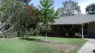 Growing Tree. 5 year timelapse from my backyard.