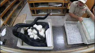 Panda Pied Python Mom ATTACKS