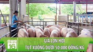 Giá lợn hơi tụt xuống dưới 50.000 đồng/kg | VTC16