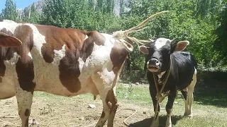 Most Beautiful  Bull and Cow || Animals Earth  ||
