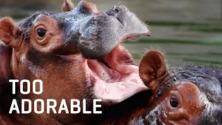 MOMMA HIPPO Plays with Her Baby