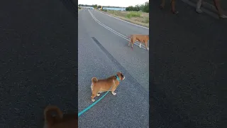Walking our 3 dogs