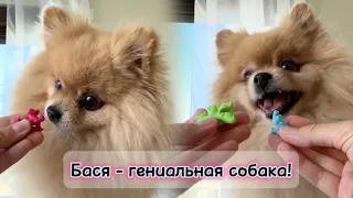 Бася - гениальная собака!