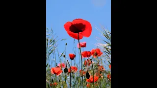 LA HISTORIA SECRETA DE LAS PLANTAS - LA AMAPOLA