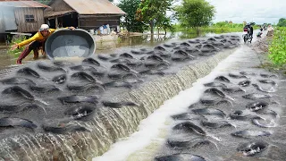 Top10 Videos Catching & Catfish on the Road Flooded - Amazing Fishing A lot Fish