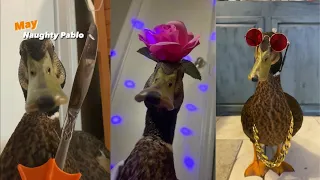 Meet Pablo, The Most Funny Duck On Internet | Funny Birds Compilation 2022