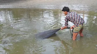 Net Fishing l Fish Catching Using By cast net in The Village Pond l Catch and Cutting Fish