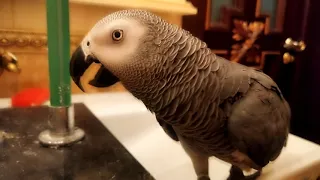 ИМИТАЦИЯ ОТКРЫТИЯ БУТЫЛКИ ШАМПАНСКОГО🍾🐦😂 PARROT SIMULATES THE SOUND OF A CHAMPAGNE BOTTLE OPENING