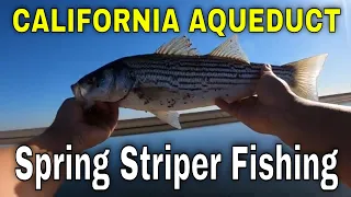 Spring Striped Bass Fishing California Aqueduct