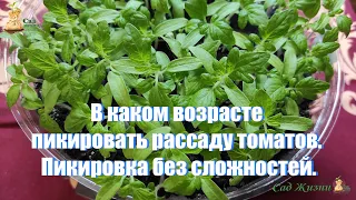 В каком возрасте пикировать рассаду томатов. Пикировка без сложностей.