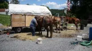 Lee the Horse Logger makes a pit stop