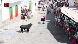 Suelta de Toros Fiesta de la Independencia Benalup CasasViejas 2024