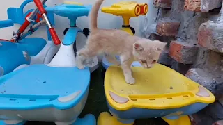Alone Rescue Kitten Found A Family And Happy With Them