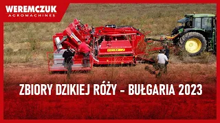Rosehip harvest in Bulgaria with Victor-Z