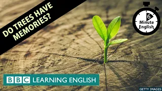 Do trees have memories? - 6 Minute English