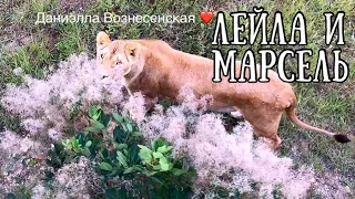 ❤️Львица ЛЕЙЛА и МАРСЕЛЬ, ВИТЯ И ФИЛЯ не спешат... ДЕНЬ РОЖДЕНИЯ ФИЛИ. Тайган. Life of lions.Taigan.