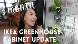 IS AN IKEA GREENHOUSE CABINET WORTH IT?! 3 Month Greenhouse Plant Update