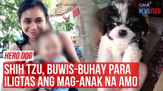 Hero Dog! Shih Tzu, buwis-buhay para iligtas ang mag-anak na amo | GMA Integrated Newsfeed