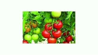 Самый лучший томат в мире 2023 г.! Высокоурожайный, вкусный и сладкий томат сорта КРАСНОБАЙ! #огород