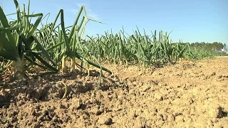 Vidalia Onion Growers Getting Prepared For 2016 Harvest