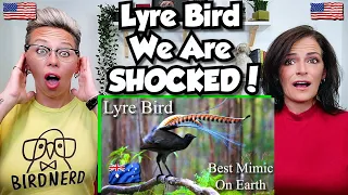 American Couple Reacts: Australia's Superb Lyre Bird! BEST Bird Mimic! FIRST TIME REACTION! *INSANE*