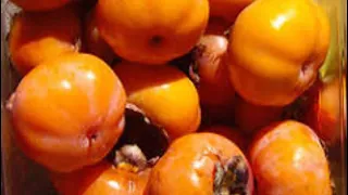 How to grow persimmon tree/ Fuyu persimmon trees and Honan Persimmons/Fuyu Persimmons