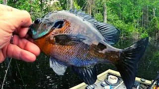 Bream Fishing with a jig hook, worms  and bobber.